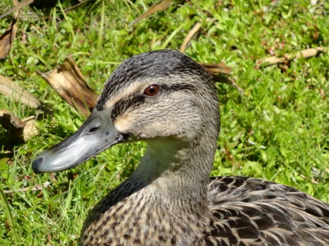 Ente in Nga Manu