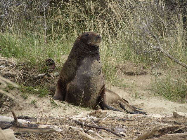 wilder Seelöwe am bizarren Strand