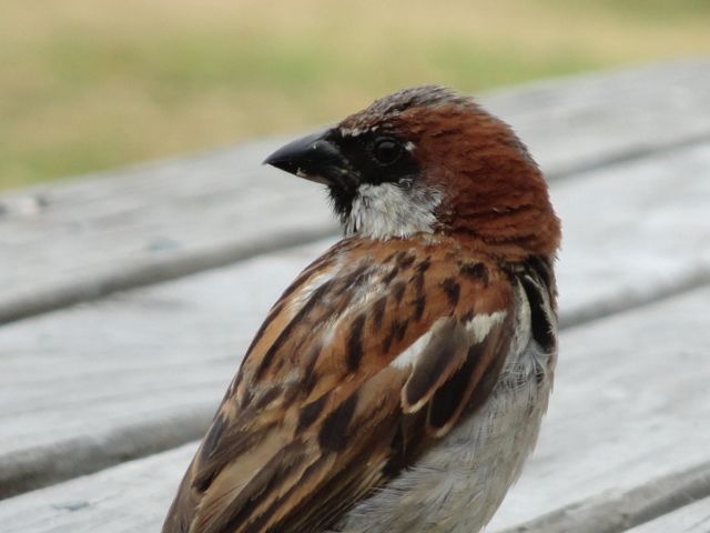Neuseeländischer Spatz