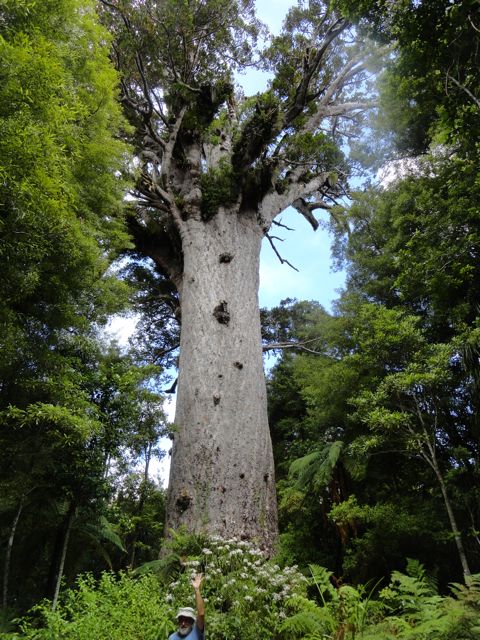 Tane Mahuta