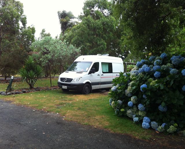 Hortensien in Neuseeland